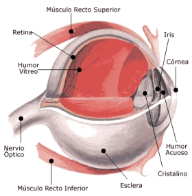 Imagem de um corte lateral detalhando algumas partes do olho humano
